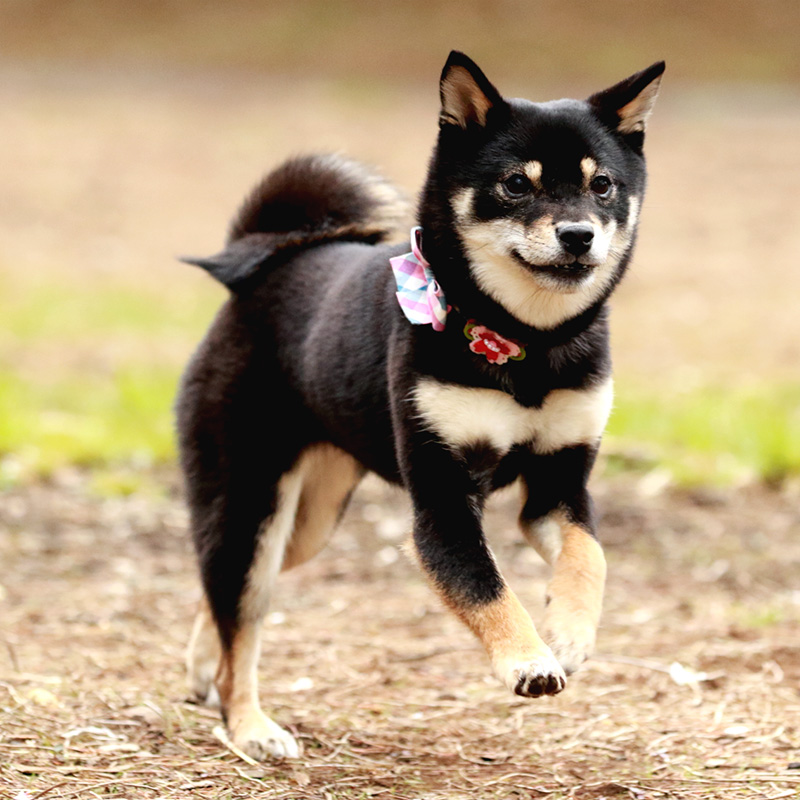 極小豆柴犬 結々ちゃん