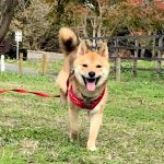 極小豆柴犬 櫂くん