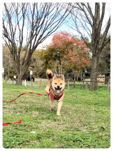 極小豆柴犬 櫂くん