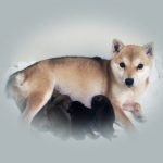 極小豆柴の母犬・アズキちゃん