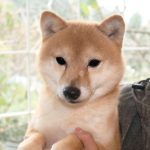 豆柴犬 カナタくん