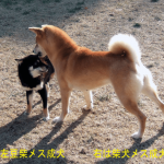 豆柴成犬と普通柴成犬