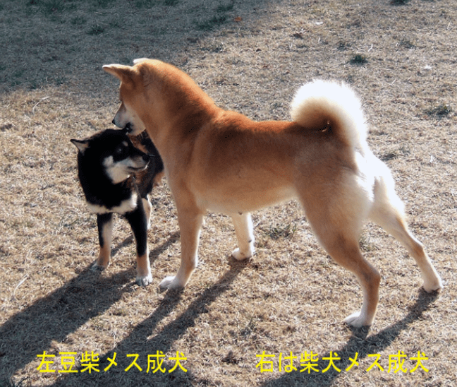 豆柴とは 成犬時の大きさ 血統書 選び方など 豆柴ブリーダー富士野荘