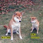 柴犬と豆柴の成犬