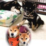 極小豆柴母犬 ななちゃんとジローくんとこころちゃん達