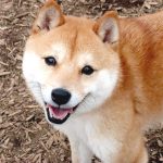 極小豆柴母犬 与一くん