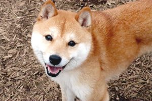 極小豆柴母犬 与一くん