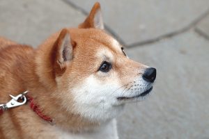 極小豆柴母犬 与一くん