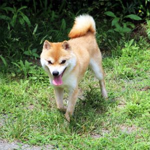 豆柴種♂犬 ヒノキくん