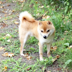 豆柴種♂犬 ヒノキくん