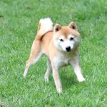 豆柴種♂犬 ソウタくん