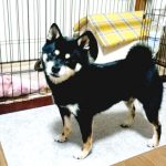 極小豆柴母犬 ダイくん