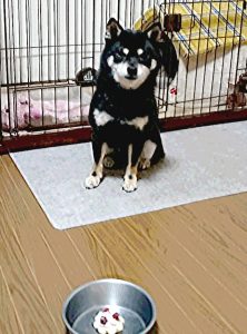 極小豆柴母犬 ダイくん