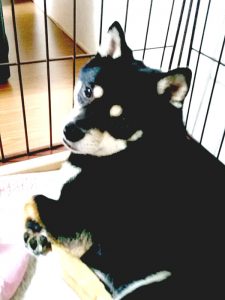 極小豆柴母犬 ダイくん