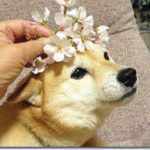 極小豆柴母犬 豆ちゃん