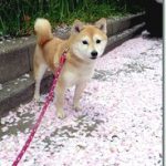 極小豆柴母犬 豆ちゃん