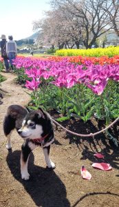 極小豆柴犬 トキちゃん