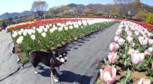 極小豆柴犬 トキちゃん