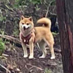 香川の母極小豆柴犬 カグラちゃん