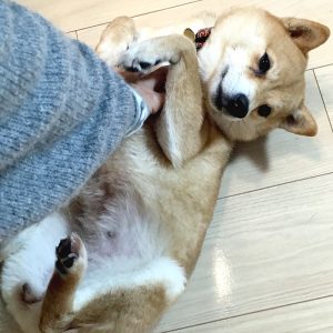 里親　極小豆柴犬　カグラちゃん