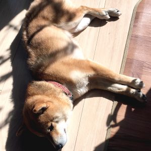 里親　極小豆柴犬　カグラちゃん