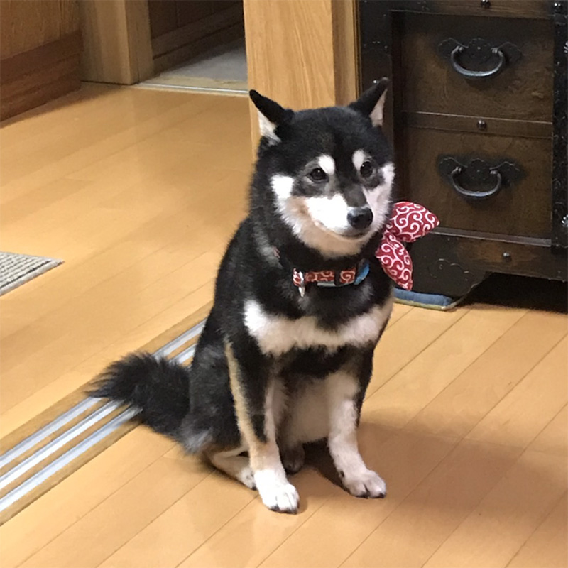 豆柴 口コミ 評判 山梨県 ｋ様から 成犬でお迎え頂いた 黒 豆柴 飛貴 ヒダカ ちゃん のお便り 豆柴ブリーダー富士野荘