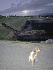 極小豆柴犬 虎太郎くん