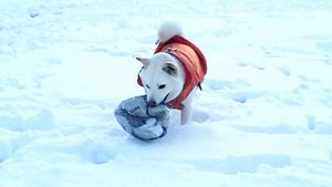 神奈川の太郎くん