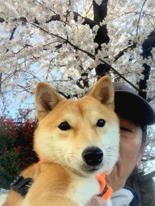 極小豆柴母犬 梅慈くん