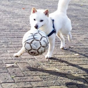 神奈川の太郎くん