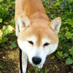 里親でいった豆柴犬 アズサちゃん