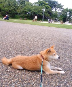 里親でいった豆柴犬 アズサちゃん