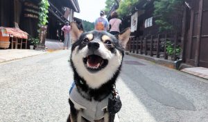 極小豆柴犬 喜助くん