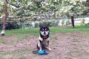 極小豆柴犬 喜助くん