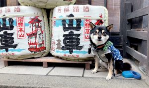 極小豆柴犬 喜助くん