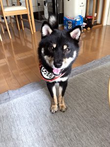 極小豆柴犬 とちまるくん