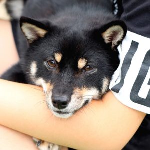 極小豆柴犬 とちまるくん