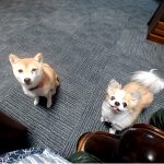 極小豆柴犬 ぶんぶんちゃん