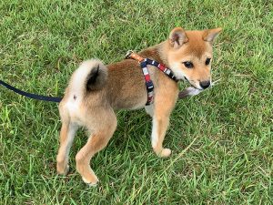 極小豆柴犬 雪太郎くん