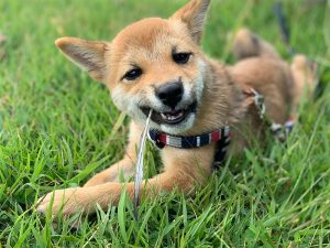 極小豆柴犬 雪太郎くん