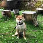 極小豆柴犬 心助くん