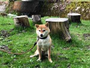 極小豆柴犬 心助くん