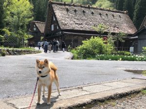 極小豆柴犬 心助くん