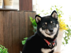 極小豆柴犬 福楽くん