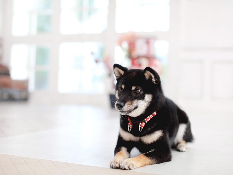 極小豆柴犬 福楽くん