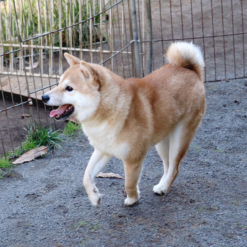 極小豆柴母犬 ライトくん