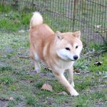 極小豆柴母犬 ライトくん