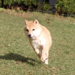 極小豆柴犬 エドくん