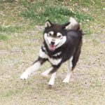 極小豆柴犬 ナイトくん