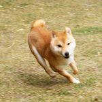 極小豆柴犬 シジミくん